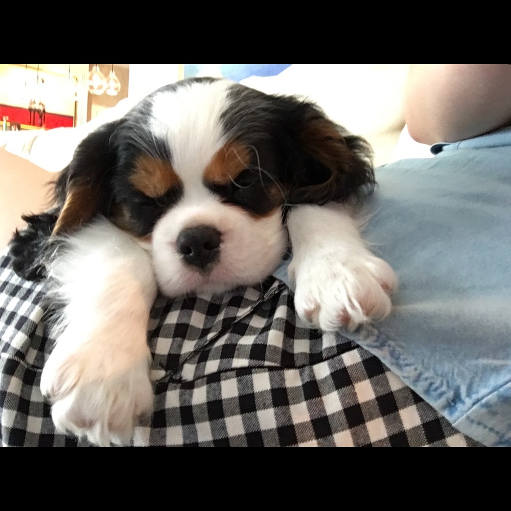 Meet your Posher, Laura